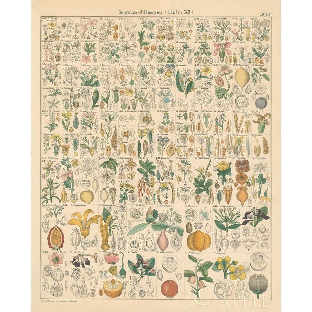 Flora Chart I Poster Print by Wild Apple Portfolio Wild Apple Portfolio-VARPDX57995 Image 1