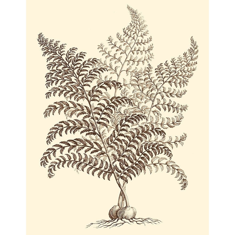 Sepia Munting Foliage VI Poster Print - Abraham Munting-VARPDX57993Z Image 1