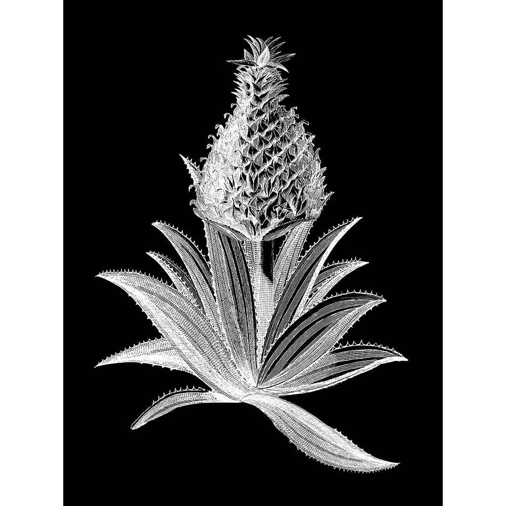 Pineapple Noir I Poster Print - Studio Vision-VARPDX58024Z Image 1