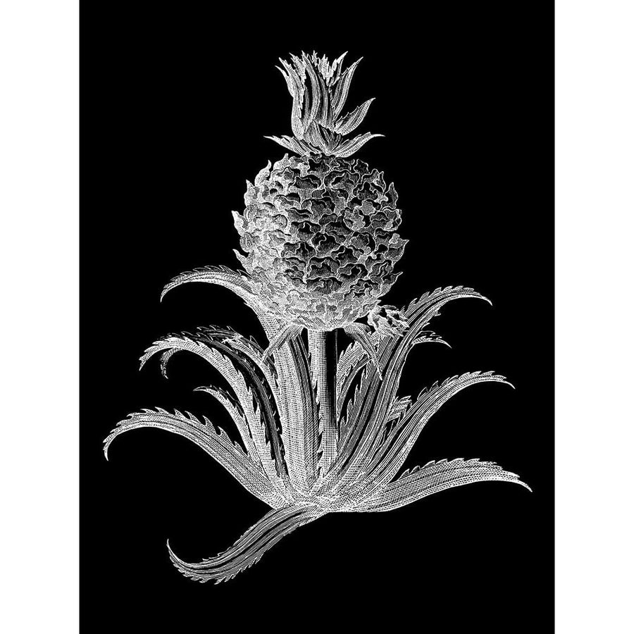 Pineapple Noir II Poster Print - Studio Vision-VARPDX58025Z Image 1