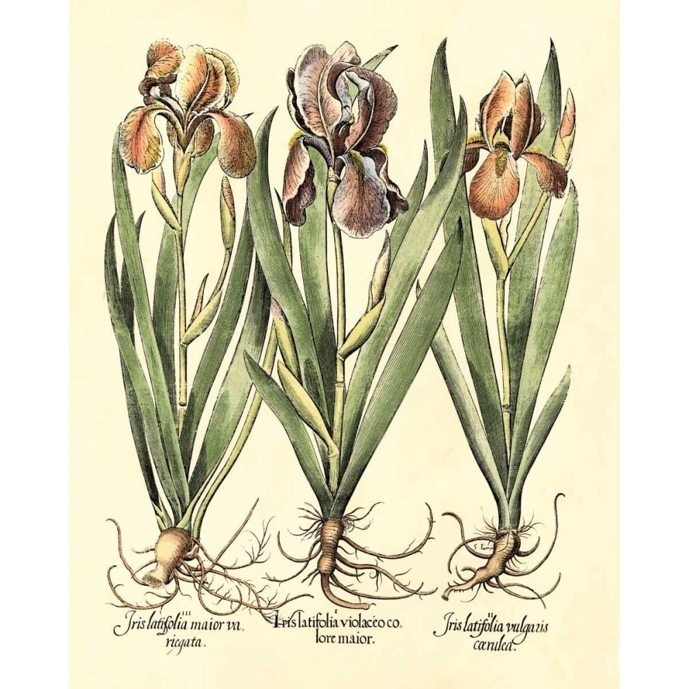 Bulb Garden II Poster Print - Basilius Besler-VARPDX58044Z Image 1