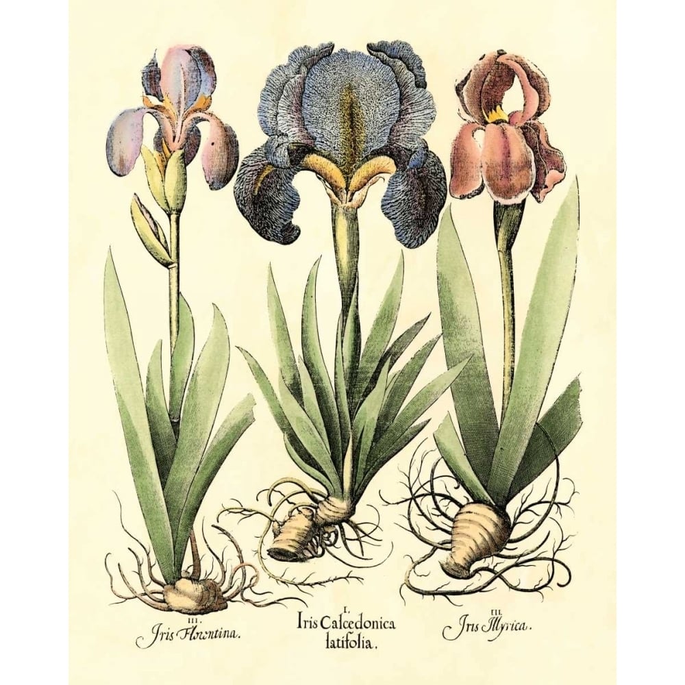 Bulb Garden I Poster Print - Basilius Besler-VARPDX58043Z Image 1