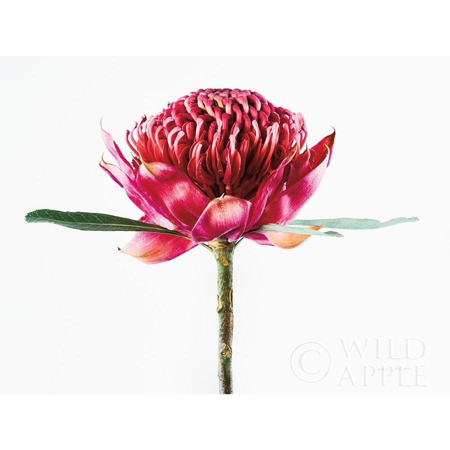 Waratah Flower Poster Print by Elise Catterall-VARPDX58053 Image 1