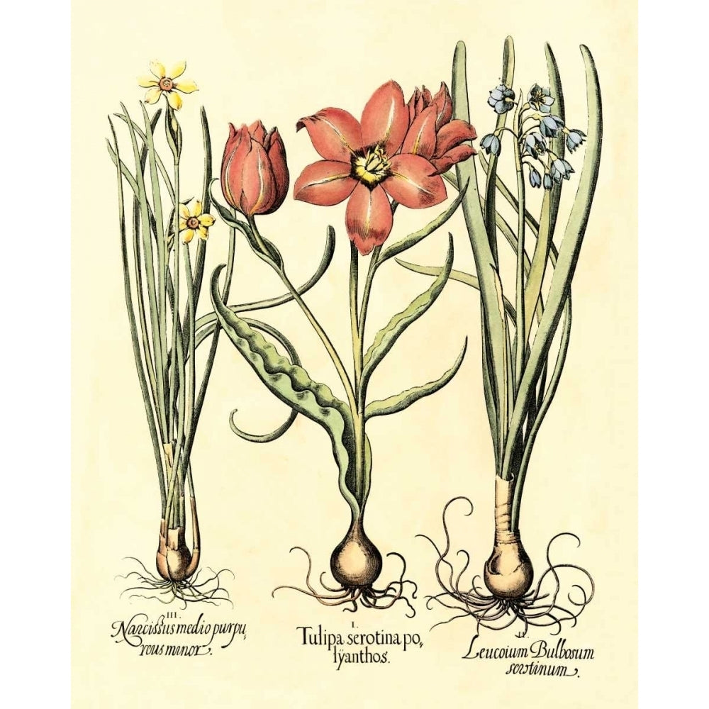 Bulb Garden IV Poster Print - Basilius Besler-VARPDX58046Z Image 1