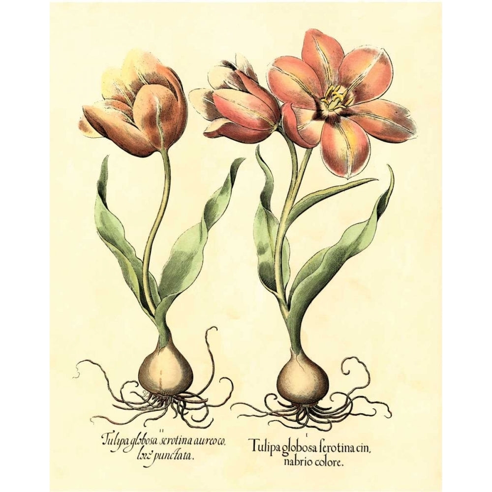 Bulb Garden III Poster Print - Basilius Besler-VARPDX58045Z Image 1