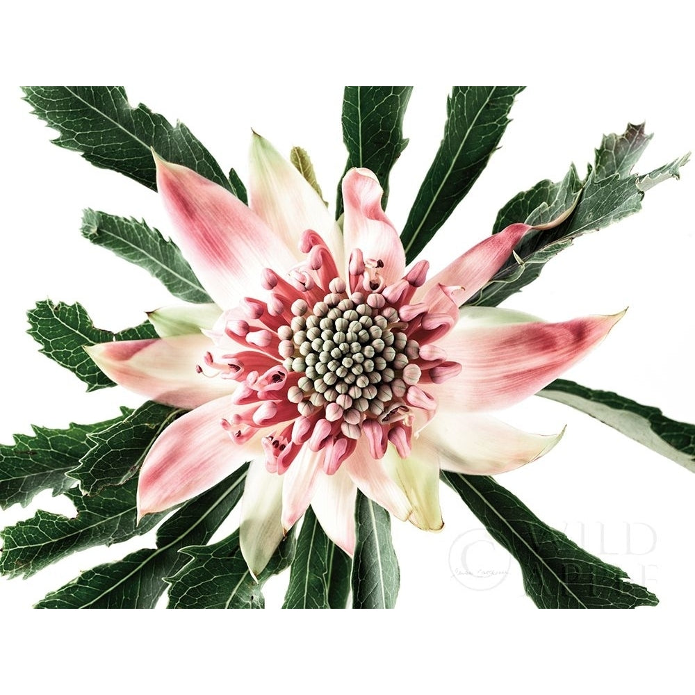 Salmon Waratah III Poster Print by Elise Catterall-VARPDX58051 Image 1