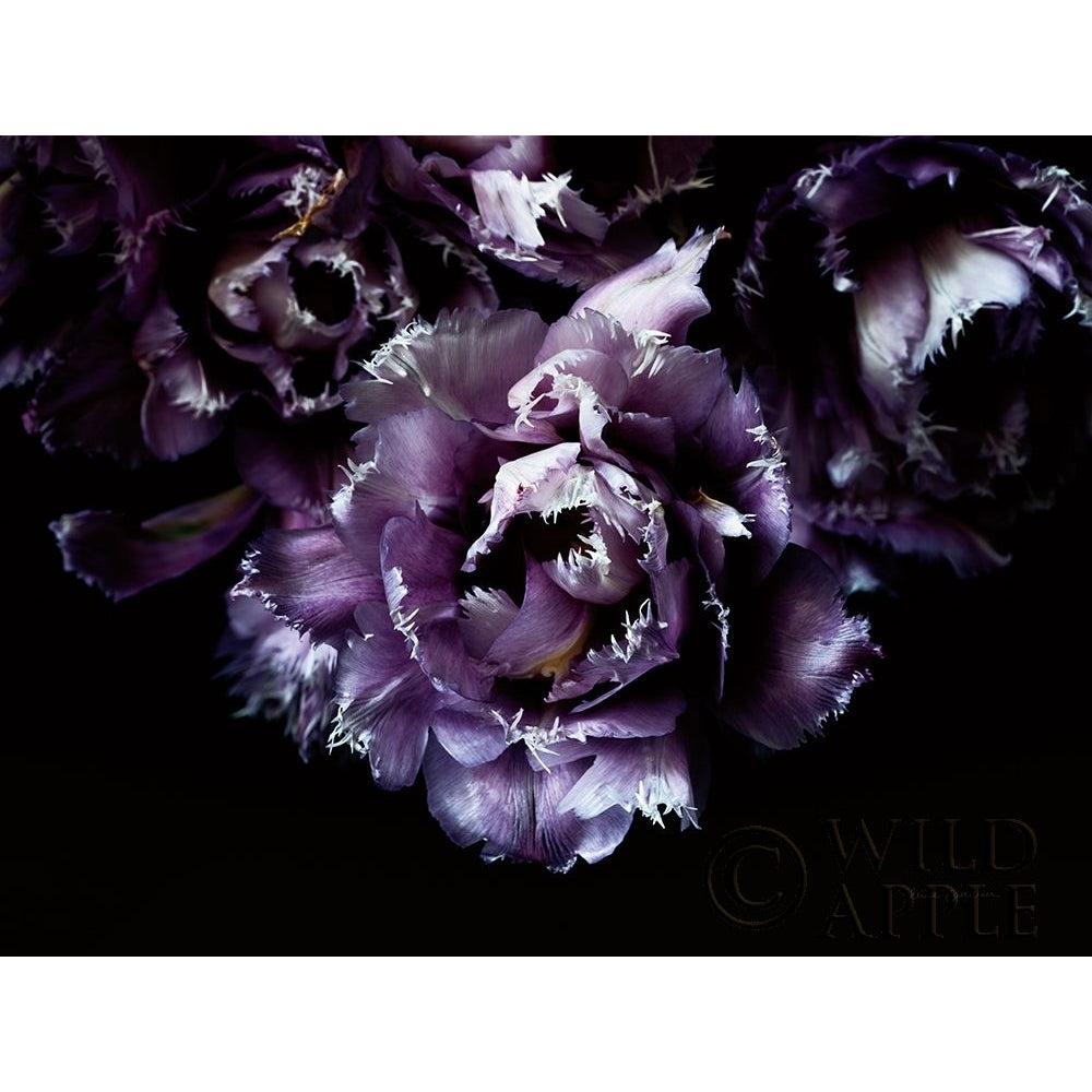 Purple Fringed Tulips II Poster Print by Elise Catterall-VARPDX58060 Image 1