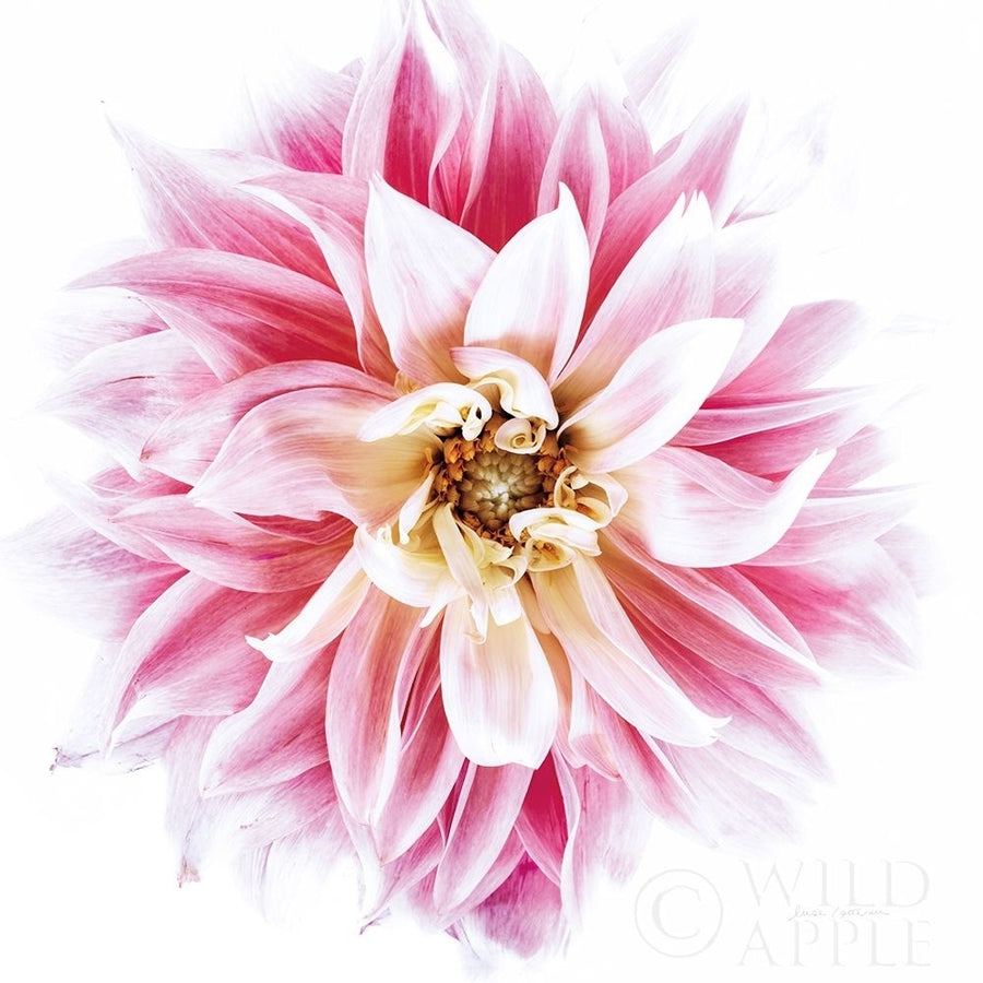 Pink Dahlia Poster Print by Elise Catterall-VARPDX58056 Image 1