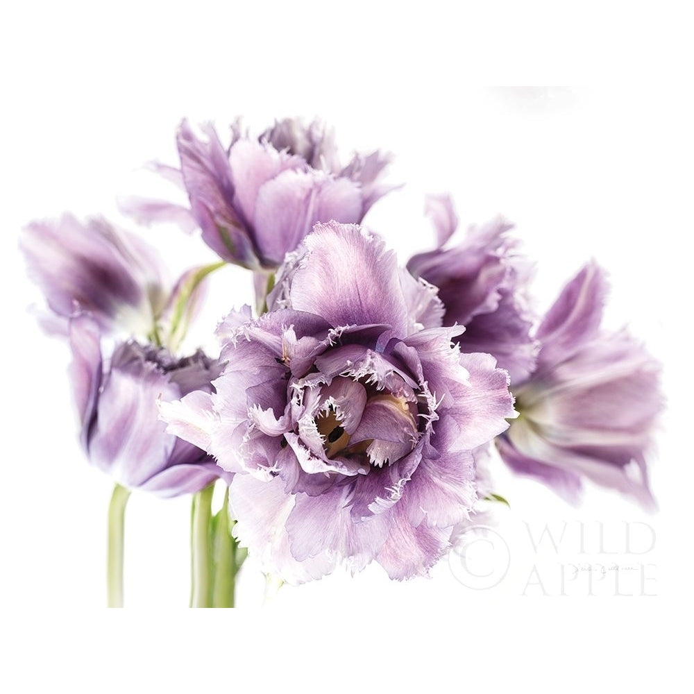 Purple Fringed Tulips I Poster Print by Elise Catterall-VARPDX58059 Image 1