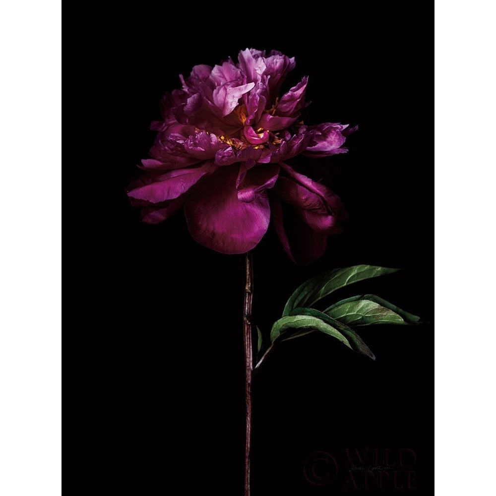 Peony Portrait Poster Print by Elise Catterall-VARPDX58067 Image 1