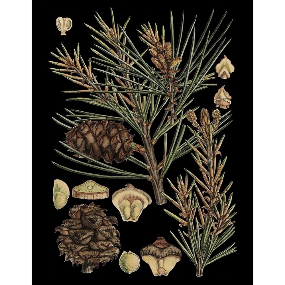 Dramatic Conifers II Poster Print - Studio Vision-VARPDX58072Z Image 1