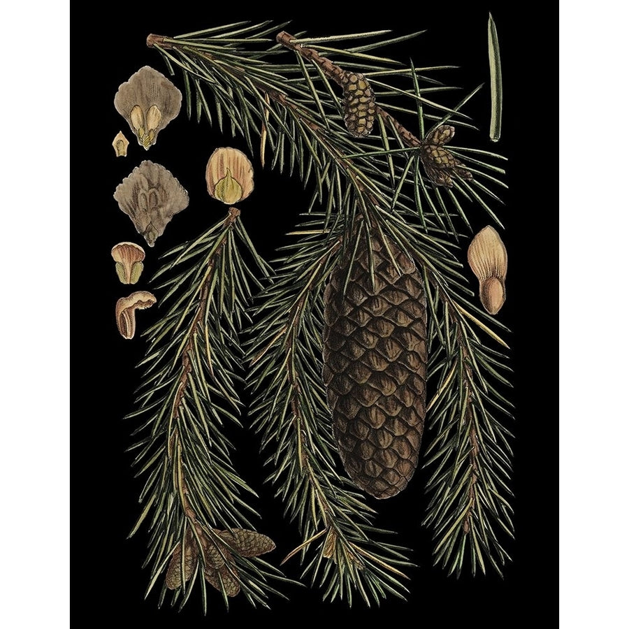 Dramatic Conifers III Poster Print - Studio Vision-VARPDX58073Z Image 1