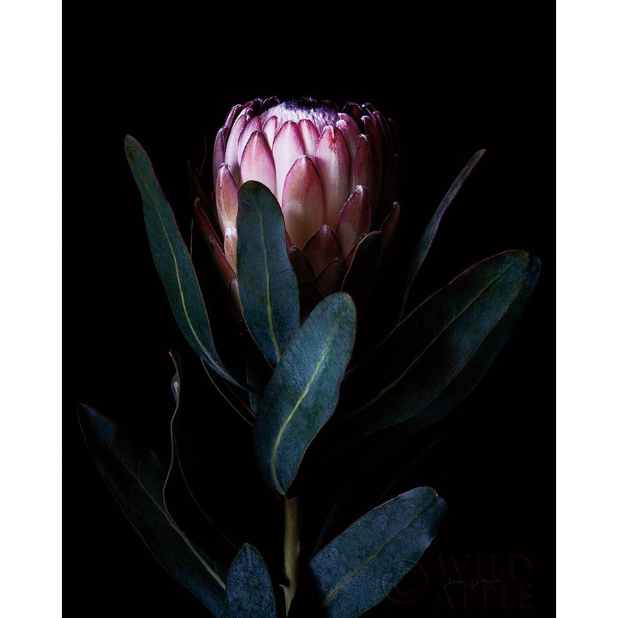 Protea Portrait Poster Print by Elise Catterall-VARPDX58072 Image 1