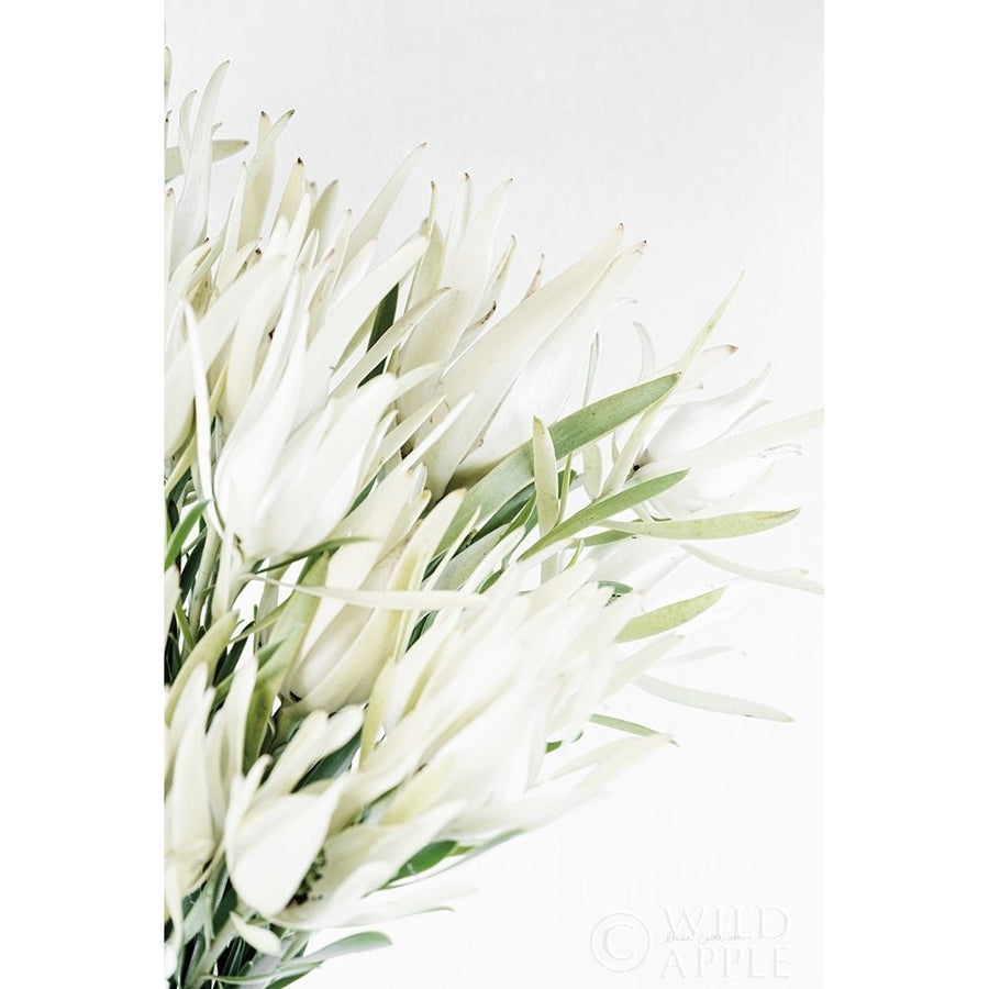 Leucadendron Poster Print by Elise Catterall-VARPDX58076 Image 1