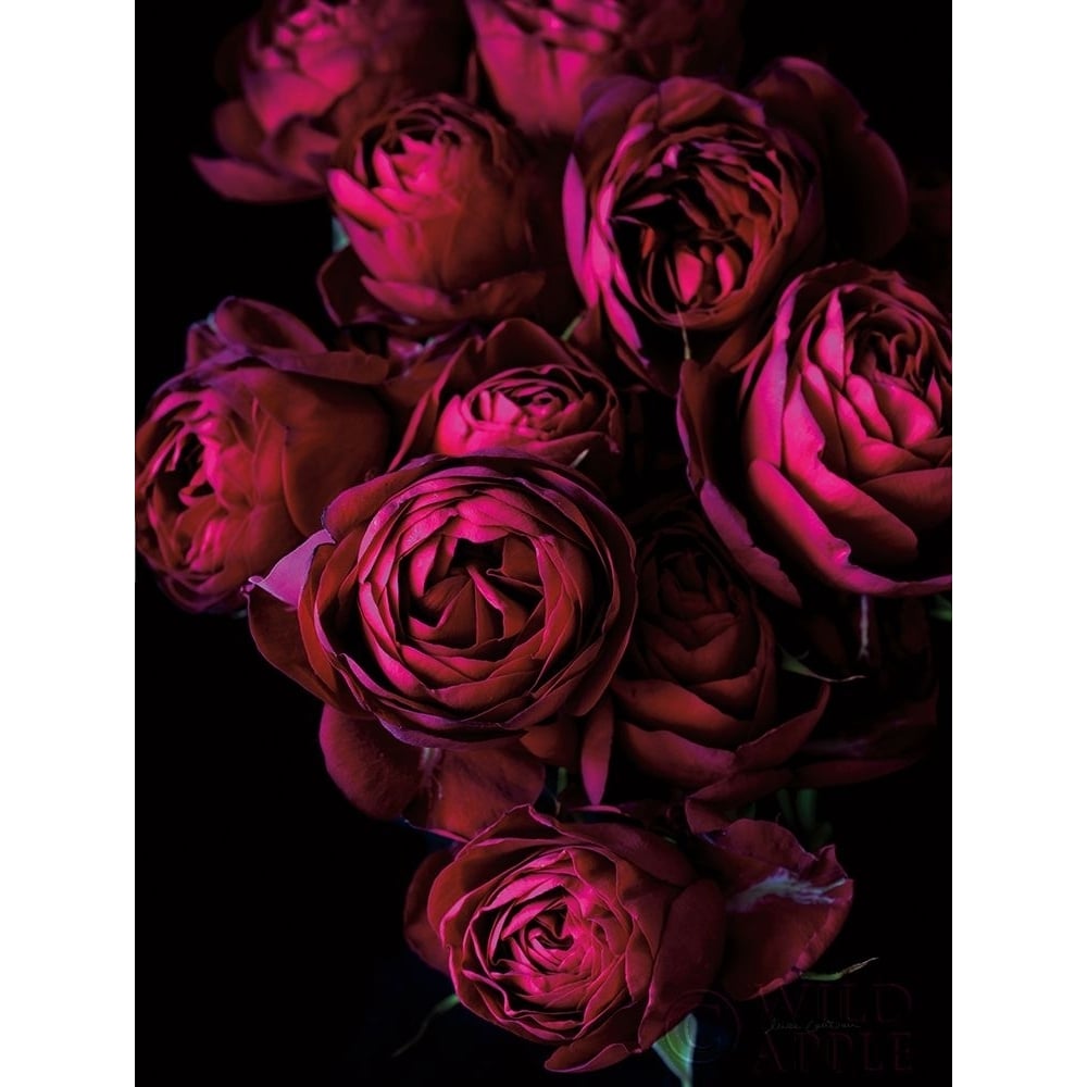 Cabbage Roses Poster Print by Elise Catterall-VARPDX58074 Image 1