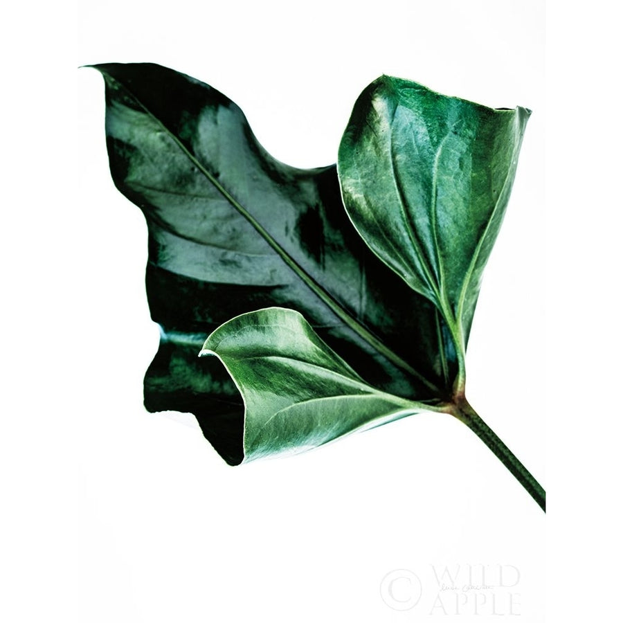 Monstera Poster Print by Elise Catterall-VARPDX58077 Image 1