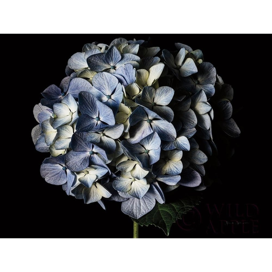 Pale Blue Hydrangea Poster Print by Elise Catterall-VARPDX58079 Image 1