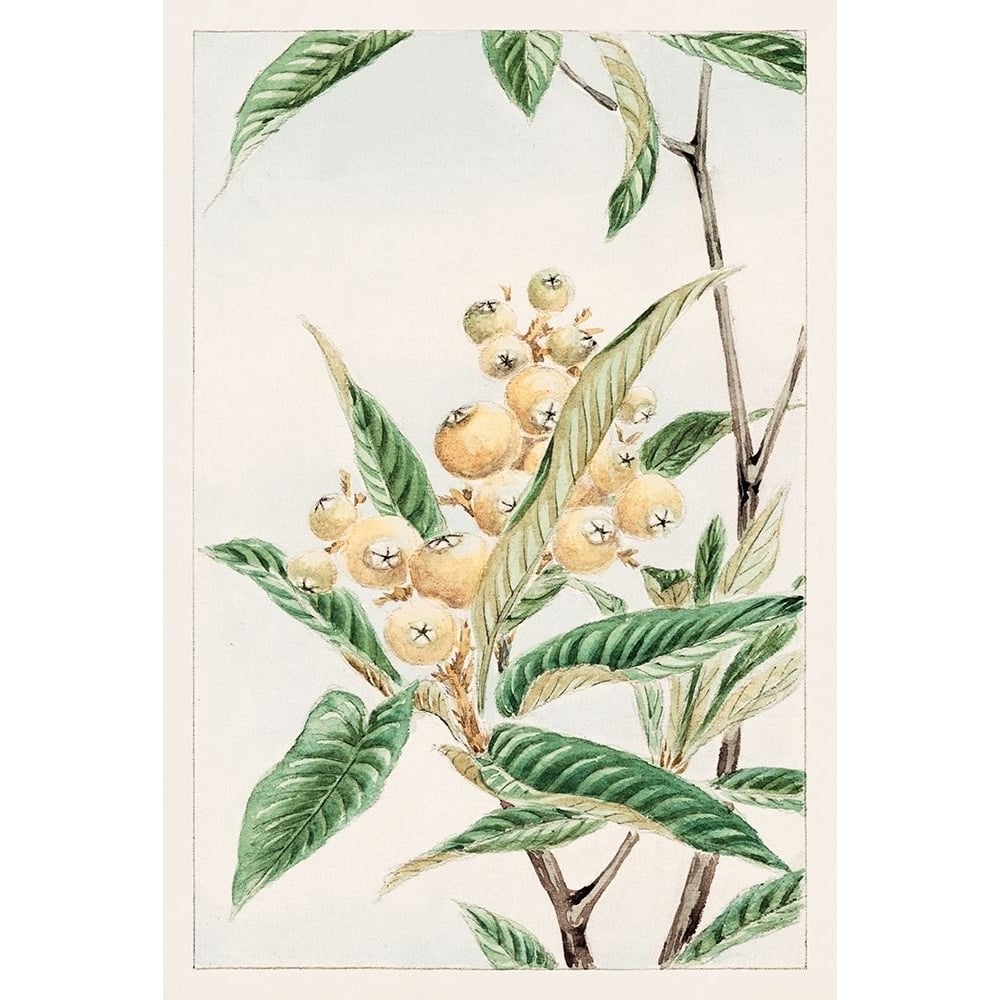 Biwa loquat by Megata Morikaga-VARPDX58122 Image 1