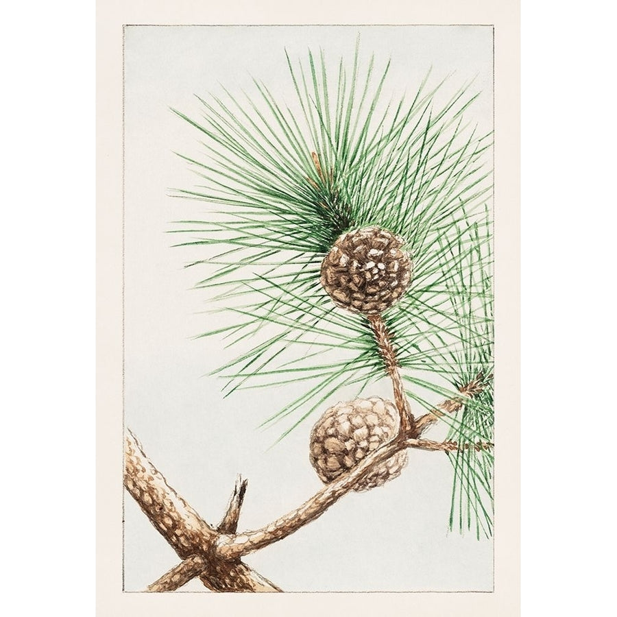 Matsu pine by Megata Morikaga-VARPDX58119 Image 1