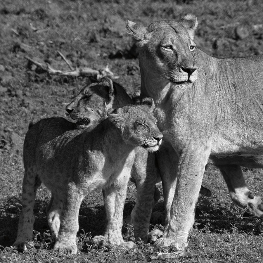 Lioness and Cubs Poster Print by Aledanda Aledanda-VARPDX58138 Image 1