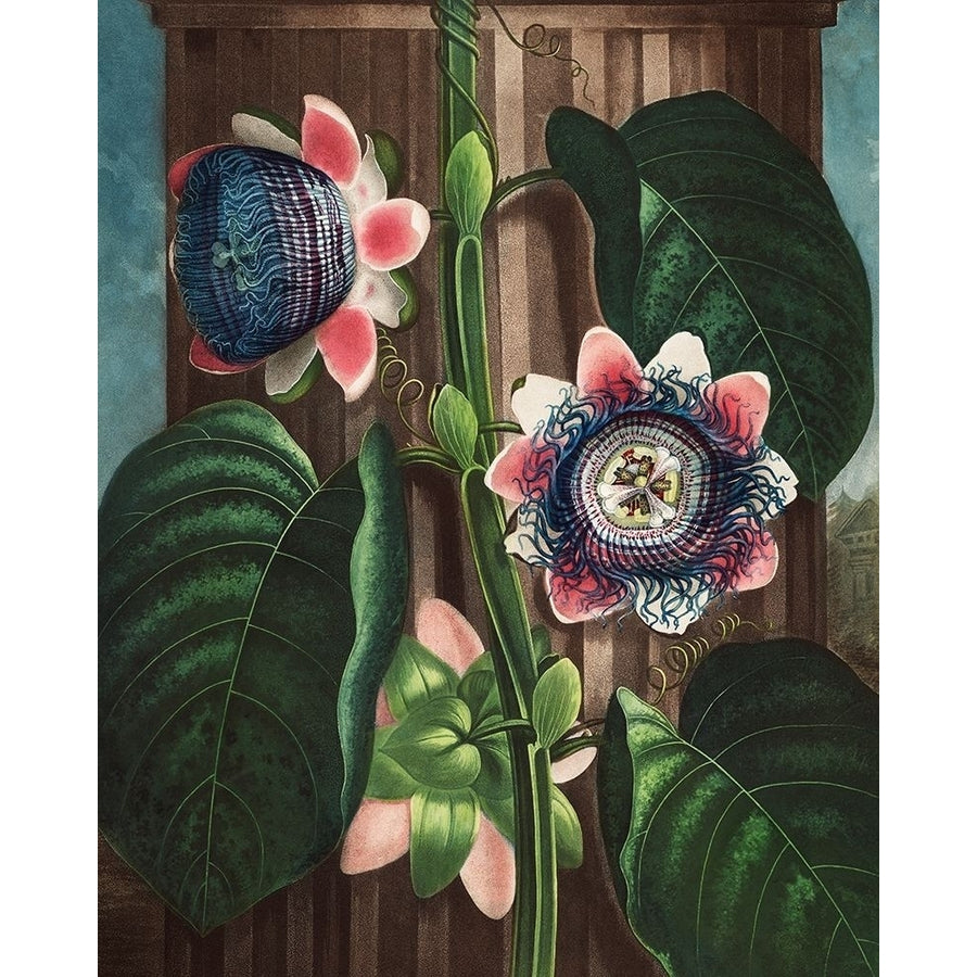 The Quadrangular Passion Flower from The Temple of Flora by Robert John Thornton-VARPDX58175 Image 1