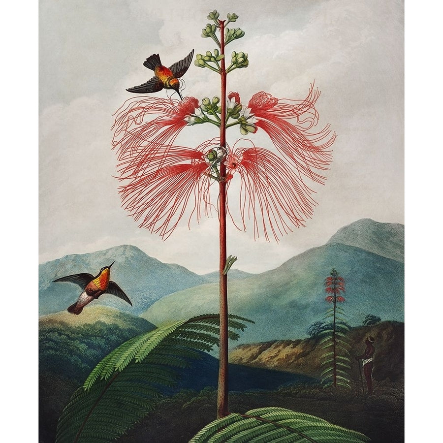 Large Flowering Sensitive Plant from The Temple of Flora by Robert John Thornton-VARPDX58166 Image 1