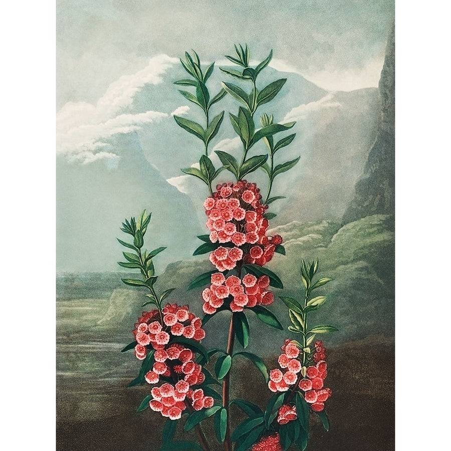 The Narrow Leaved Kalmia from The Temple of Flora by Robert John Thornton-VARPDX58186 Image 1