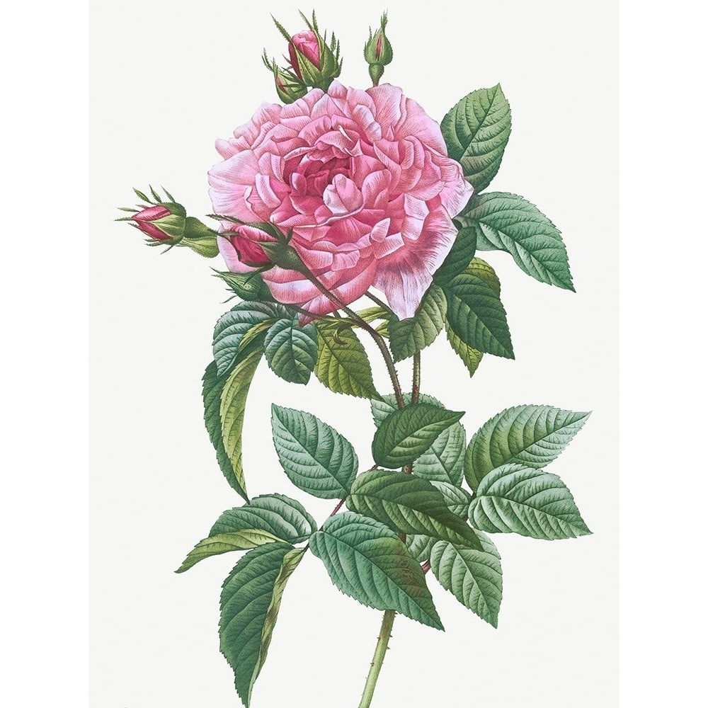 Gallic Rose Rosa gallica regalis by Pierre Joseph Redoute-VARPDX58194 Image 1