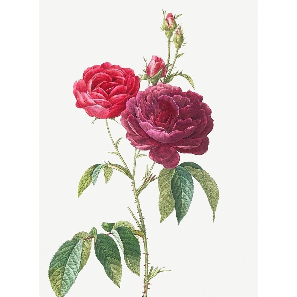 Purple French Rose Rosa gallica purpuro violacea magna by Pierre Joseph Redoute-VARPDX58190 Image 1