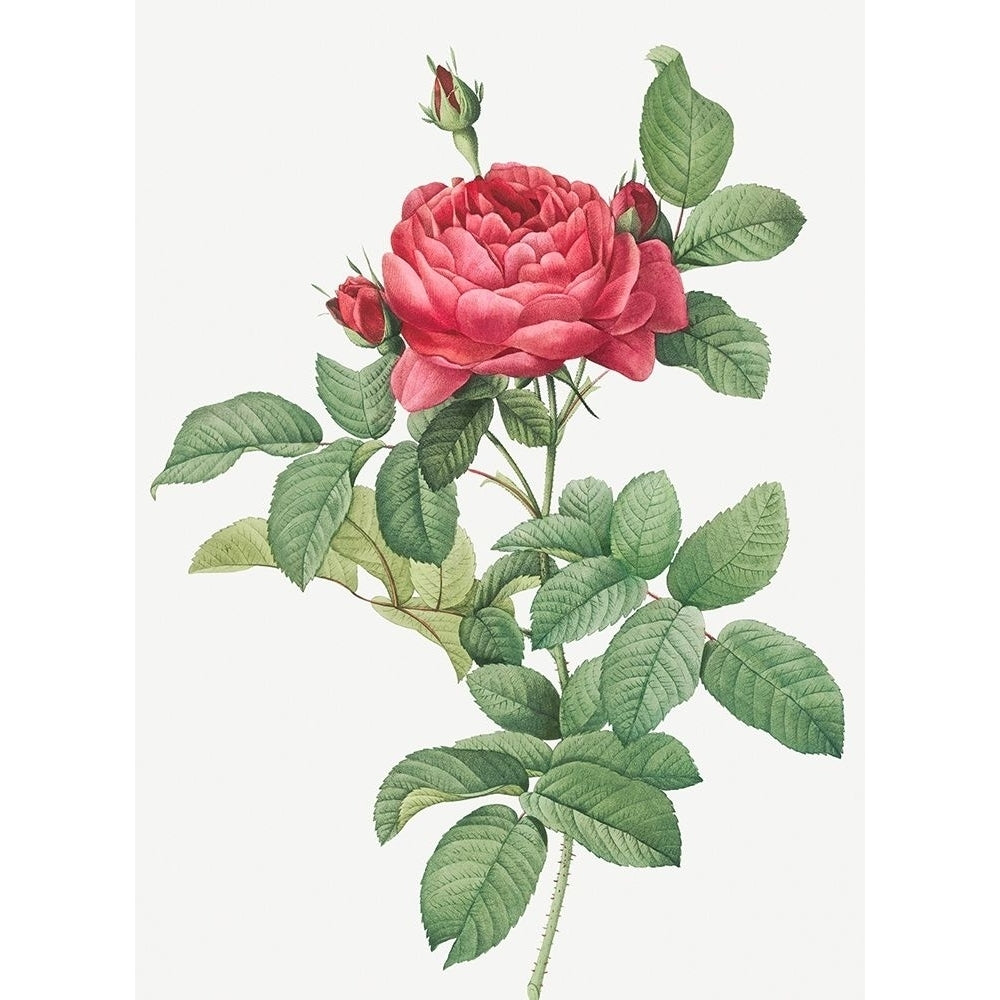 Rosa Gallica Pontiana Bridge Rose by Pierre Joseph Redoute-VARPDX58193 Image 1