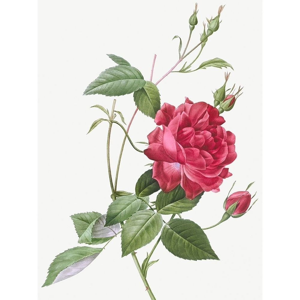 Blood Red Bengal Rose Rosa indica cruneta by Pierre Joseph Redoute-VARPDX58191 Image 1