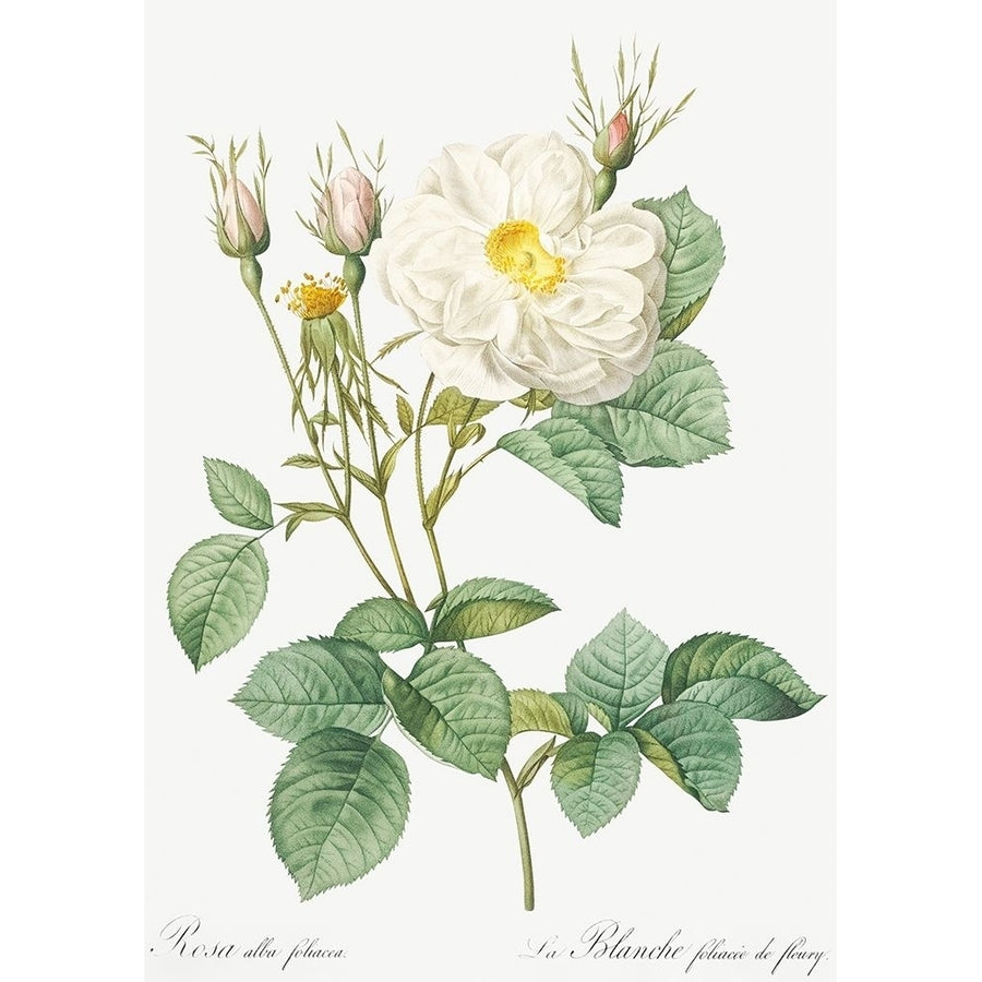 Rosa Alba White Leaf of Fleury Rosa alba foliacea by Pierre Joseph Redoute-VARPDX58196 Image 1