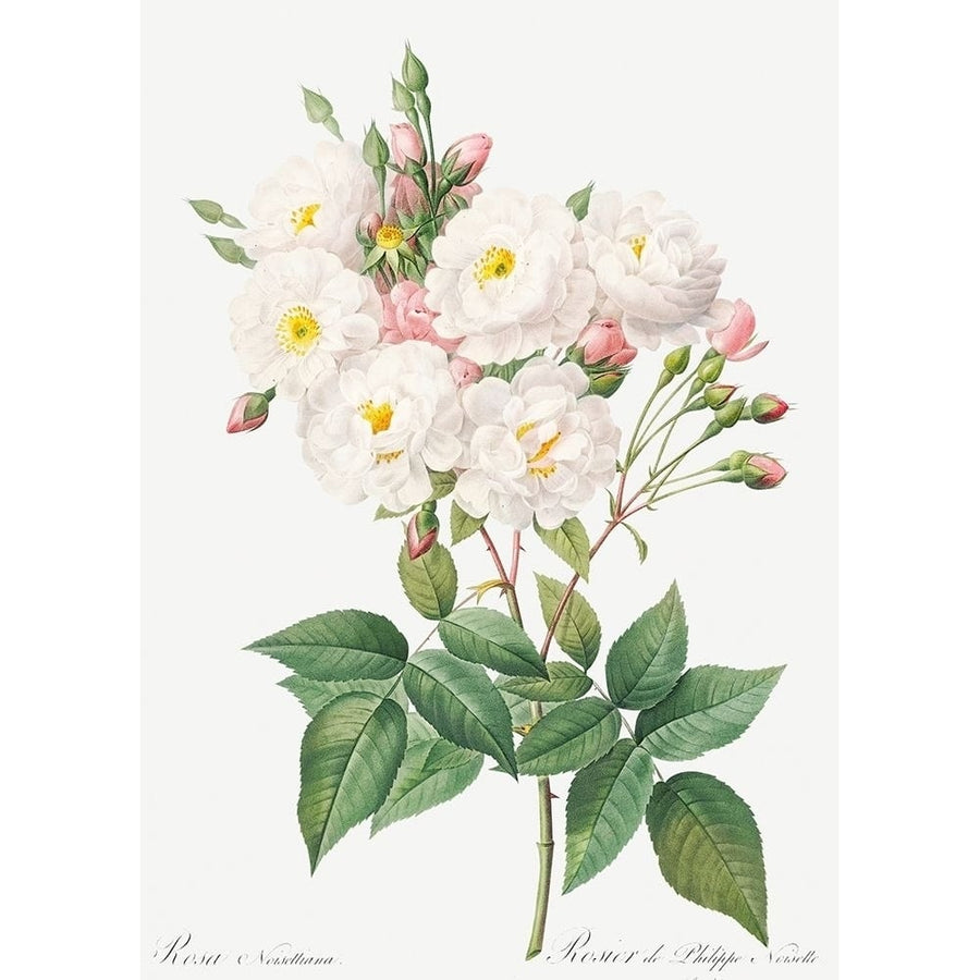 Rosa Noisettiana Rose of Philippe Noiselle by Pierre Joseph Redoute-VARPDX58204 Image 1