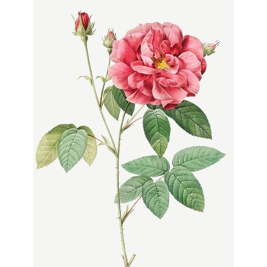 French Rose Ordinary Provins Rosebush Rosa galluca offuenalis by Pierre Joseph Redoute-VARPDX58205 Image 1