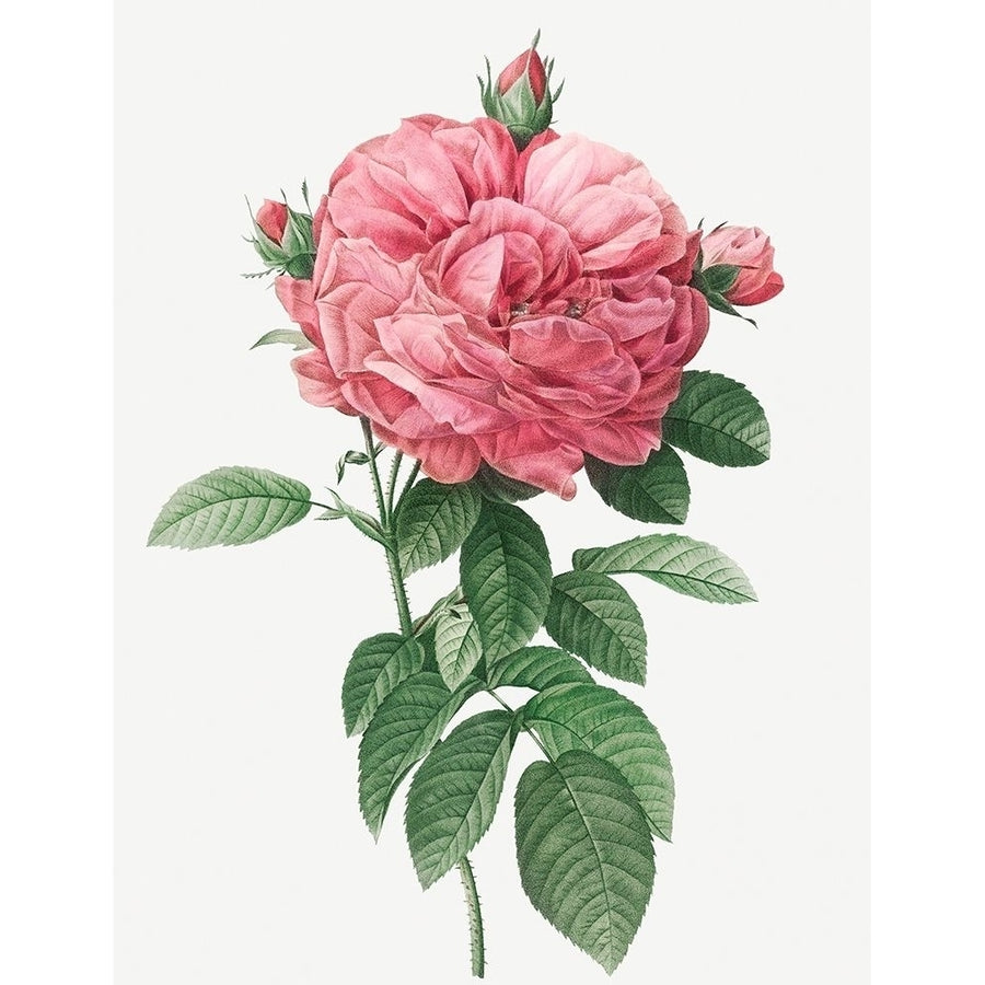 Giant French Rose Bloom Provins rosebush with gigantic flower Rosa gallica flore giganteo by Pierre Joseph Image 1