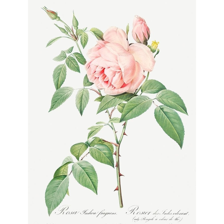 Rosa indica fragrans Fragrant Rosebush by Pierre Joseph Redoute-VARPDX58215 Image 1