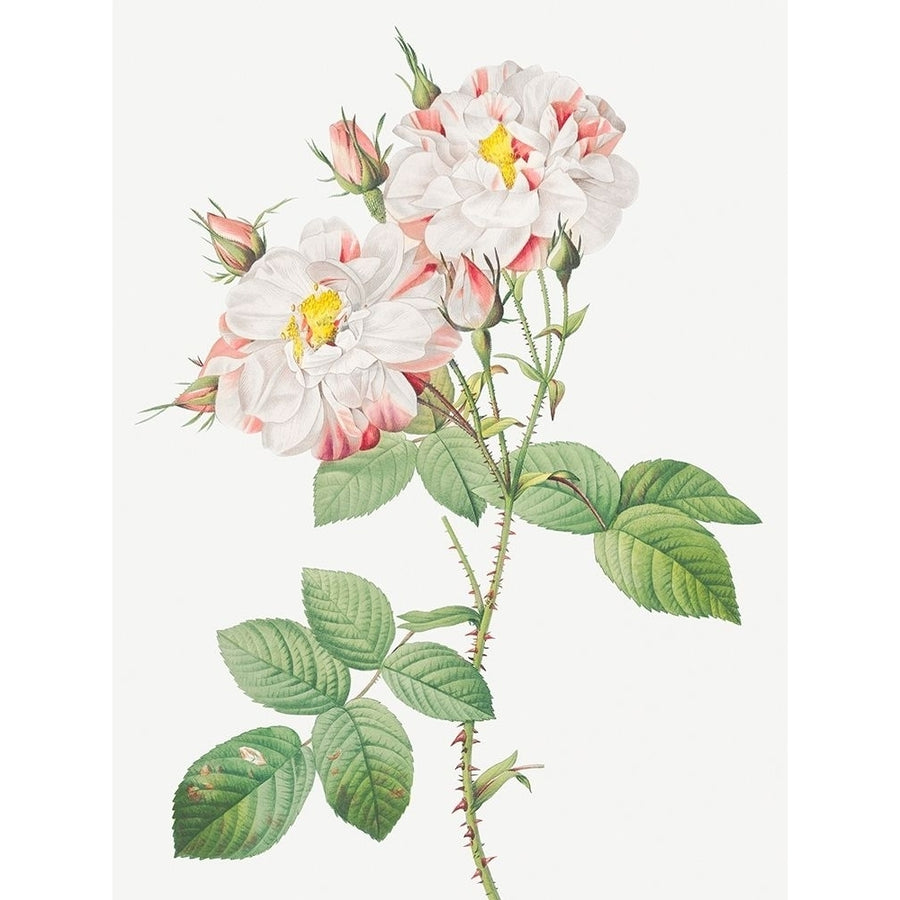 Damask Rose York and Lancaster Rose Rosa damascena variegata by Pierre Joseph Redoute-VARPDX58213 Image 1