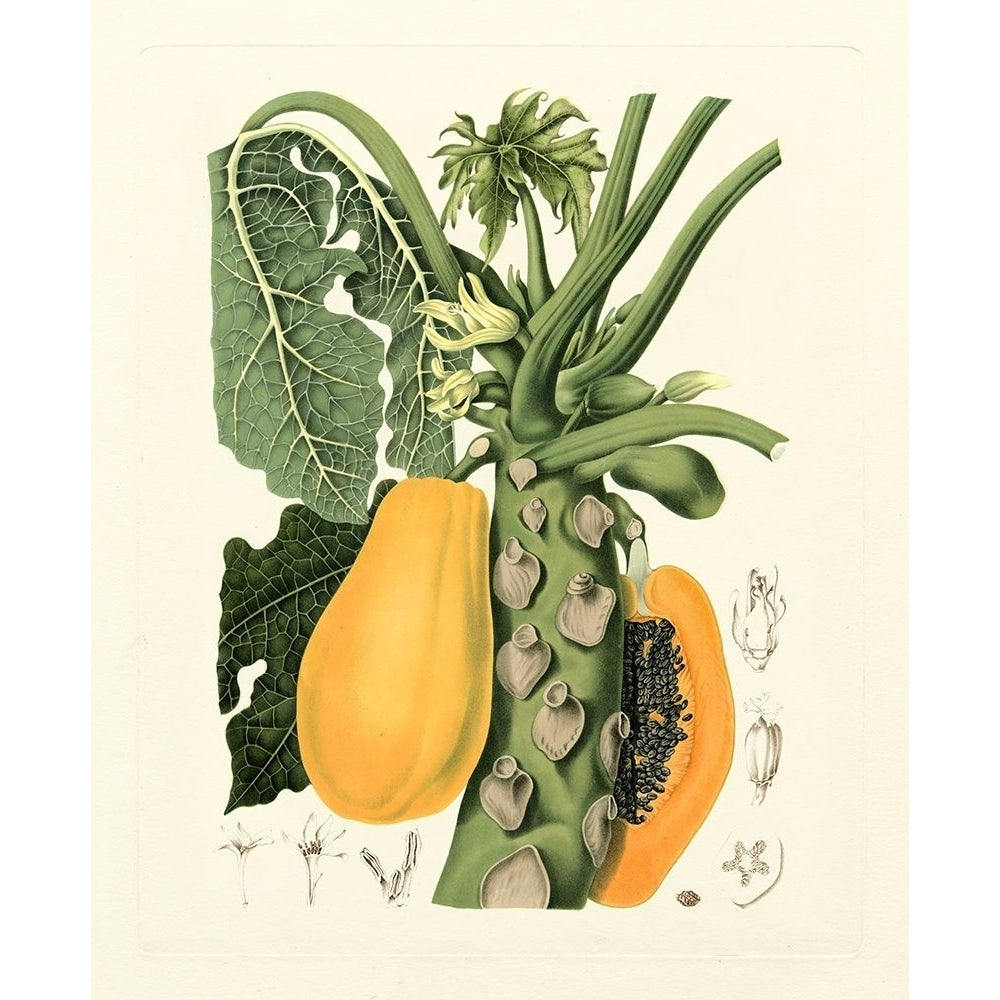 Island Fruits IV Poster Print - Van Nooten Hoola-VARPDX58231Z Image 1