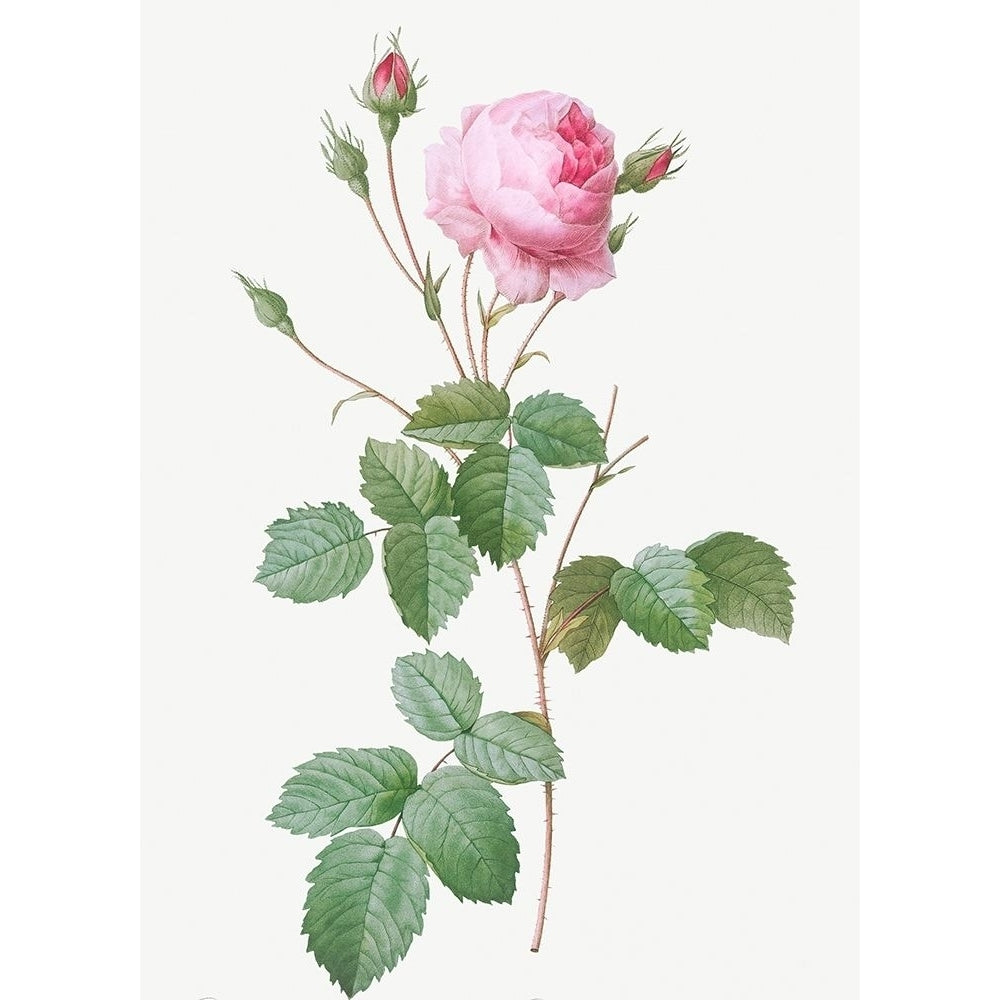 Crenate Leaved Cabbage Rose Rosa centifolia crenata by Pierre Joseph Redoute-VARPDX58236 Image 1