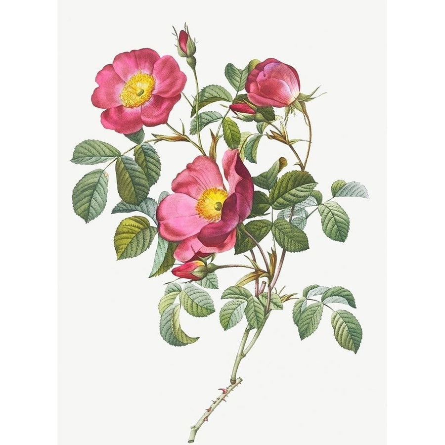 Rose of Love Rosa pumila by Pierre Joseph Redoute-VARPDX58245 Image 1