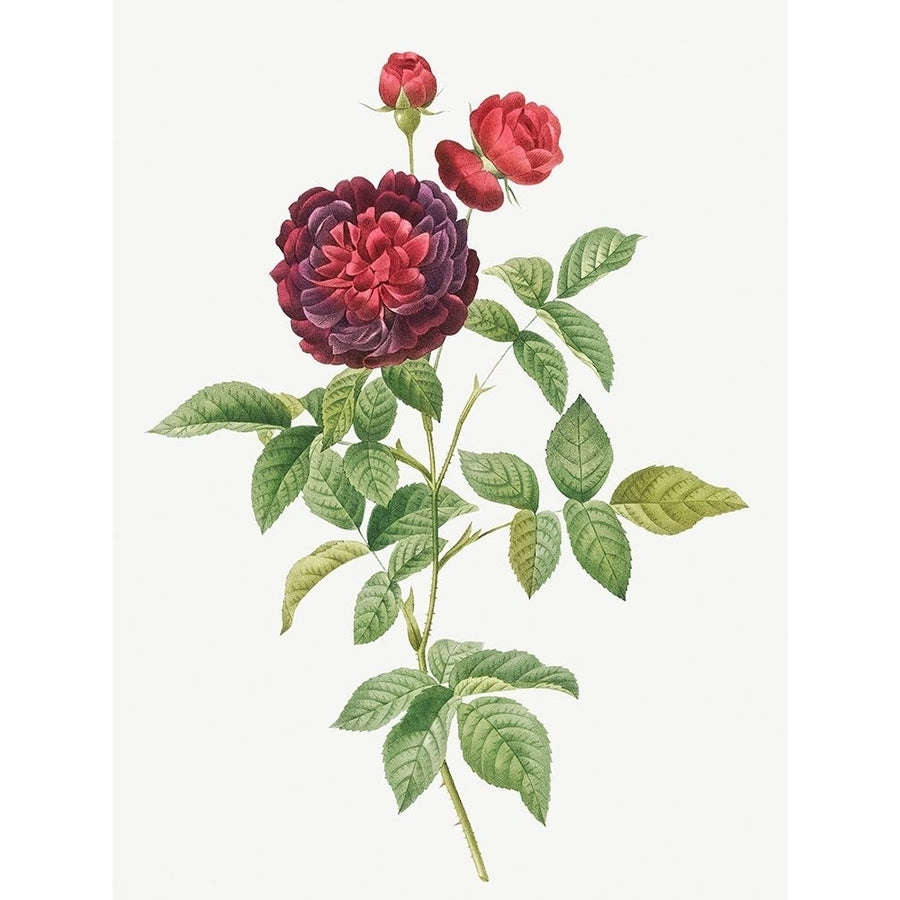 Guerins Rose One Hundred-Leaved Rose Rosa gallica gueriniana by Pierre Joseph Redoute-VARPDX58241 Image 1