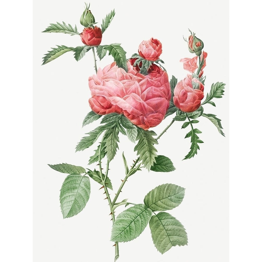 Cabbage Rose bloom One Hundred Leaved Rose Rosa centifolia prolifera foliacea by Pierre Joseph Redoute-VARPDX58258 Image 1