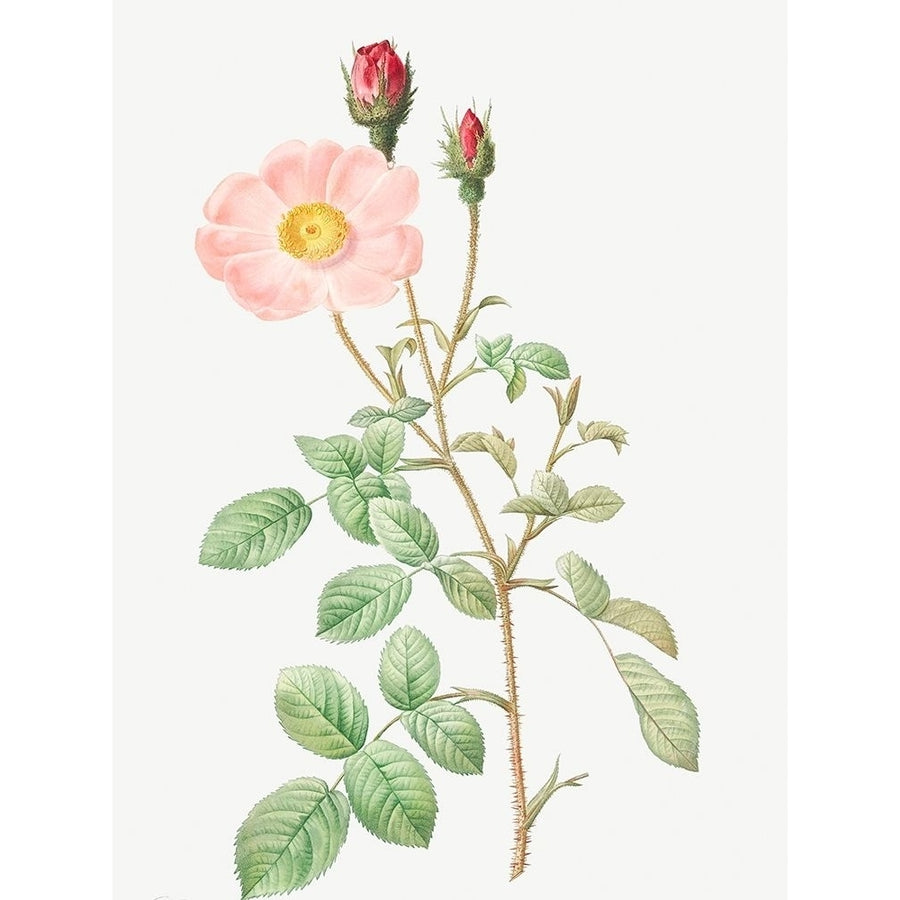 Musk Rose Sparkling Rose Rosa moschata by Pierre Joseph Redoute-VARPDX58271 Image 1