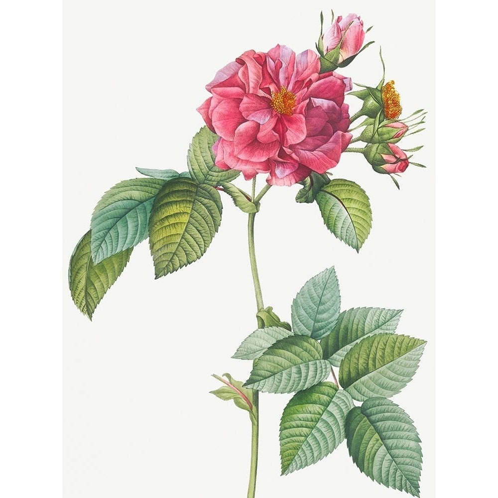 Rosa turbinata Rose of Frankfurt by Pierre Joseph Redoute-VARPDX58276 Image 1