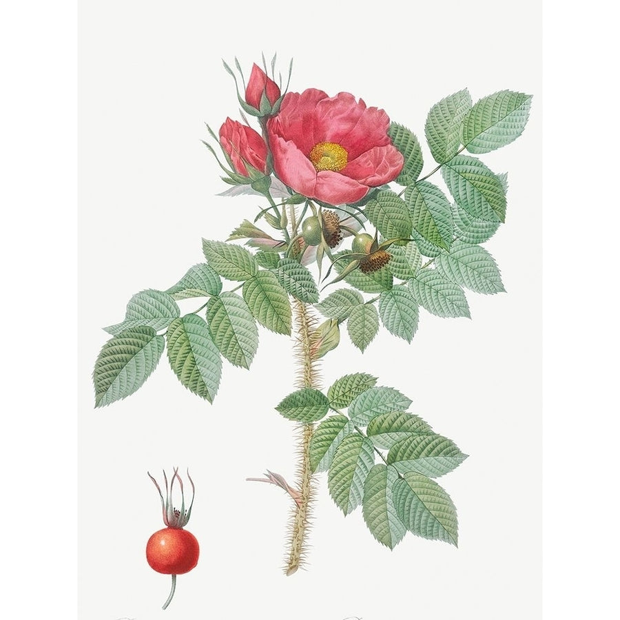 Kamtschatka Rose Rosa kamtschatica by Pierre Joseph Redoute-VARPDX58280 Image 1