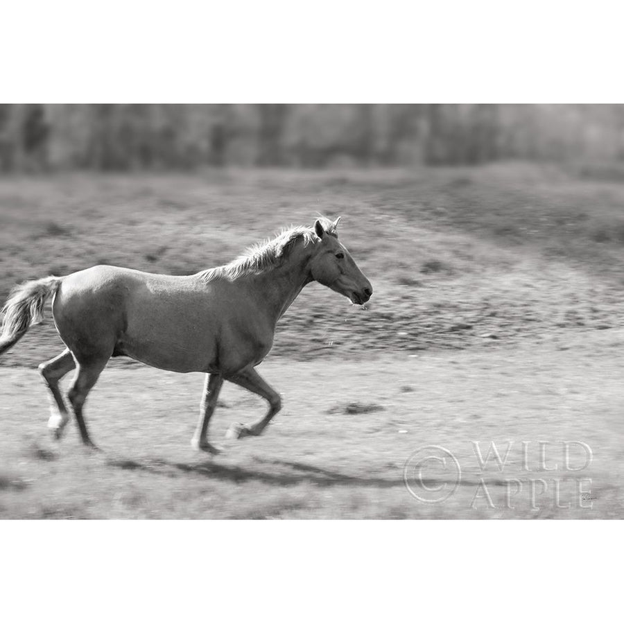 Pasture Run Poster Print by Sue Schlabach-VARPDX58274 Image 1