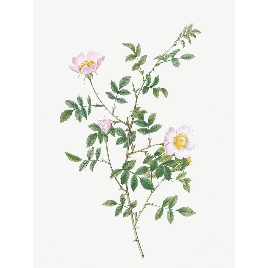 Pink Hedge Rose Rosa sepium rosea by Pierre Joseph Redoute-VARPDX58303 Image 1