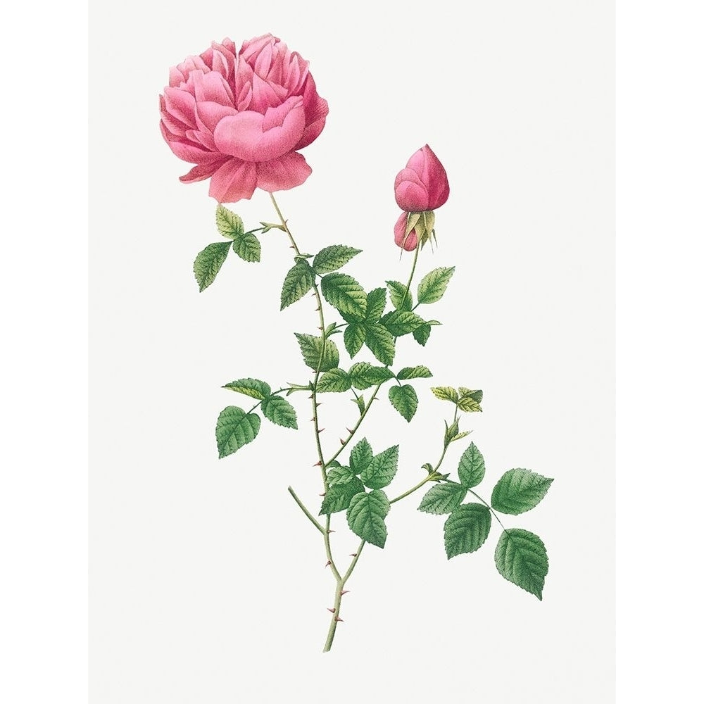 Autumn China Rose Autumn Bengal Rosa indica automnalis by Pierre Joseph Redoute-VARPDX58311 Image 1