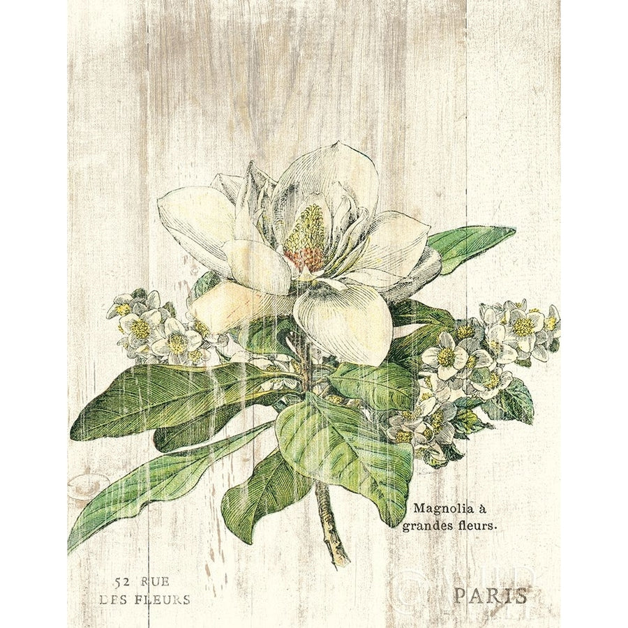 Magnolia de Printemps v2 Poster Print by Sue Schlabach-VARPDX58317 Image 1