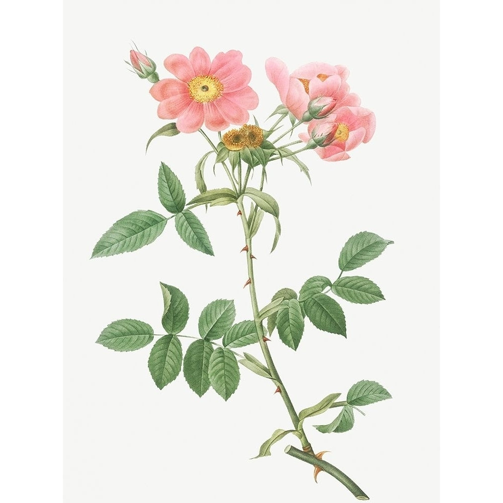 Rose of Lady Monson Rosa collina monsoniana by Pierre Joseph Redoute-VARPDX58353 Image 1